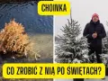 Jak postępować z żywą choinką po świętach, aby nie zmarnować drzewa