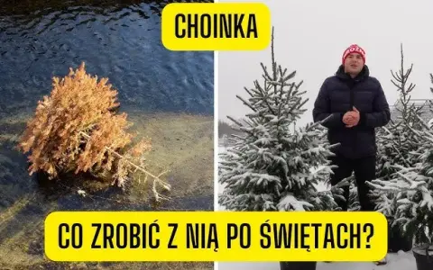 Jak postępować z żywą choinką po świętach, aby nie zmarnować drzewa