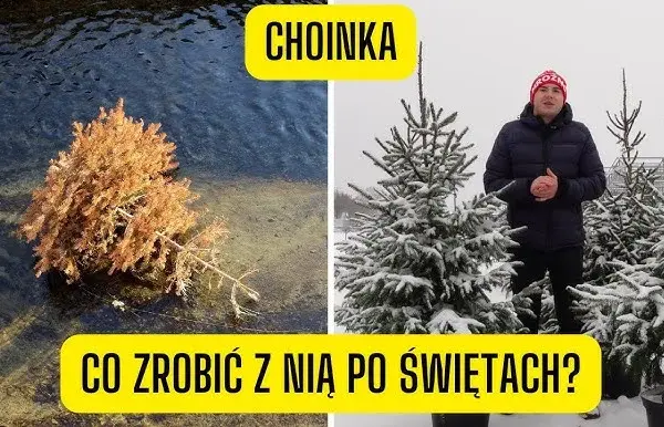 Jak postępować z żywą choinką po świętach, aby nie zmarnować drzewa